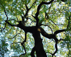 Our commitment to the environment