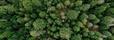 HPP Attains PEFC Chain of Custody Certification